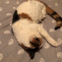 deborah keay (@debskeay) 's Twitter Profile