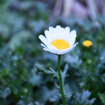 2019.3.19📷一眼レフデビュー📸 Nikon D7500 /風景/花/etc. 無言フォローすみません。お勉強させていただきます🙏 ❁⃘高３ピアノ弾き❁⃘ 受験の関係上、一旦ログアウトさせていただきます。