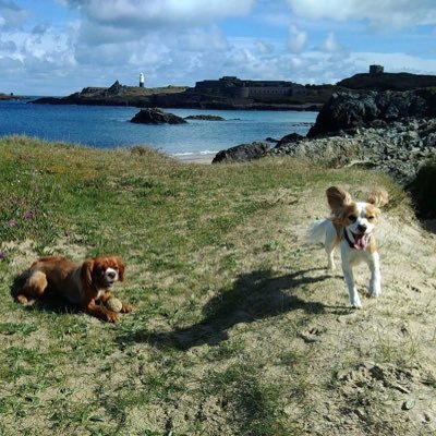 Dog Walking/Pet Sitting and mobile dog grooming in Newquay, Crantock,Cubert, Holywell bay, Goonhavern Perranporth