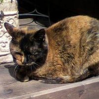 みずりゅ＠技術書典18オフライン参加予定「き04」 (@mzryuka) 's Twitter Profile