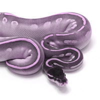 Python for Researchers (@py4res) 's Twitter Profile Photo Python for Researchers (@py4res) 's Twitter Profile Photo