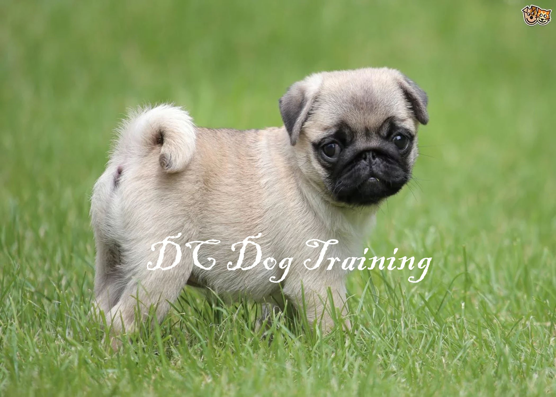DC Dog Training Society