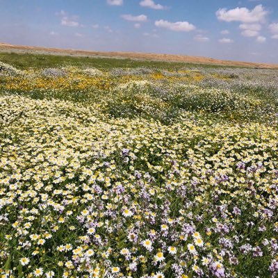 حساب إخباري يهتم بتفاصيل التنمية في منطقة  #الحدودالشمالية، #عرعر #رفحا #طريف حبي وولائي هو لوطني وللملك وولي العهد وتطلعاتهم من خلال رؤية 2030