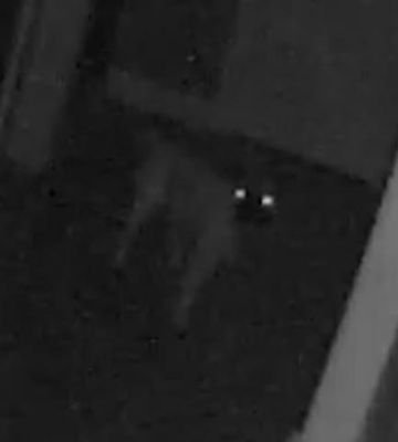 undeadpuritans's profile picture. all eyes on me in the center of the ring just like a circus. they/them