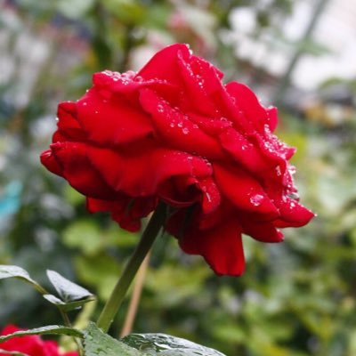 springbranch_k's profile picture. 無知は罪。新しい文明に行けるかは一人一人に下されるジャッジメントによります。原発は詐欺で塩水発電。フリーエネルギーを解放せよ。ケムトレイル反対。天皇制反対。旧暦で生活しています。Flat-Earther since 2017.