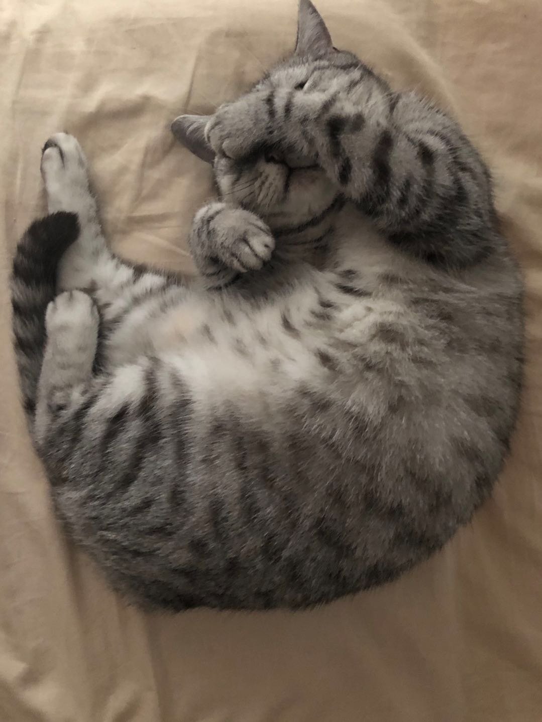 SususuMs's profile picture. 