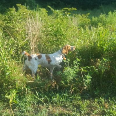 I am a professional bird dog trainer from Arkansas, that raises American Brittanys and competes in NSTRA