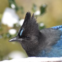 birdsandbirdys(@birds29286108) 's Twitter Profile Photo