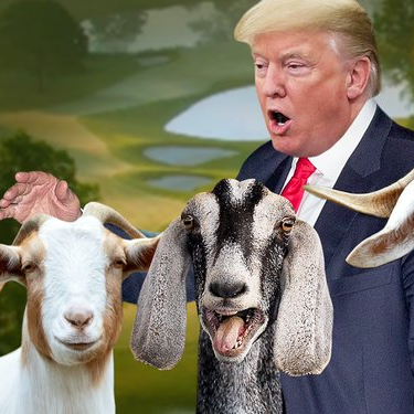 Trump's goats (AKA 80K tax-writeoff) on his NJ golf course - obv. a parody account since Goats can't type.