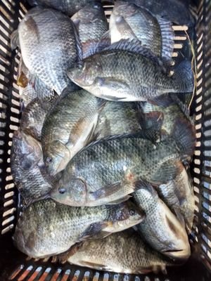 XocoIbarra's profile picture. la vida