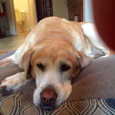 operaunmack's profile picture. Love Cindi Unmack; teacher; dog lover; opera fanatic; life-long SF Giants fan; opposed to all thing Trump down to a sub-atomic level;