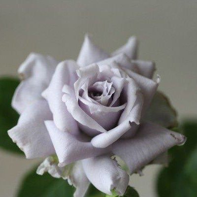 P子姫 (@apeK0Y10MQBDNy9) / Posts / X