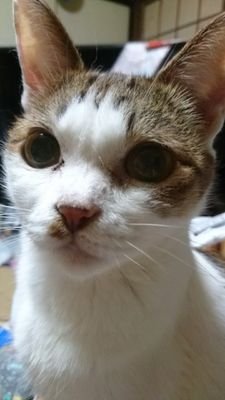 猫3匹と暮らしてます
声優、お笑い芸人好きです