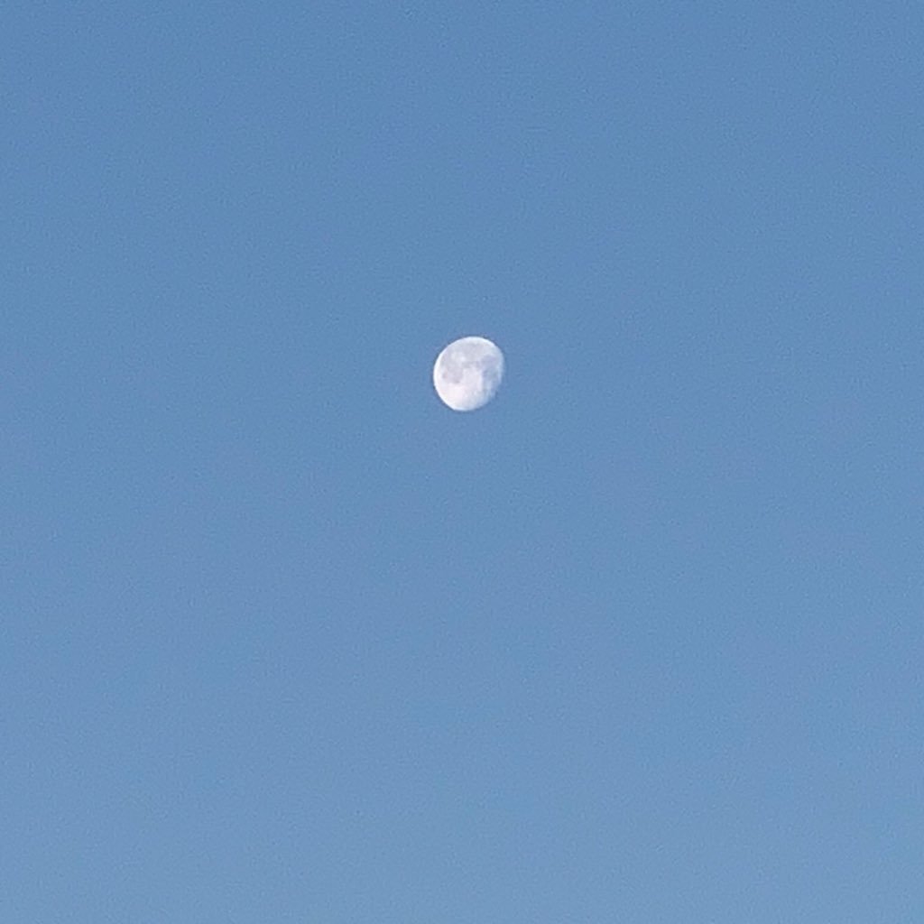 _oreneko's profile picture. しんどい