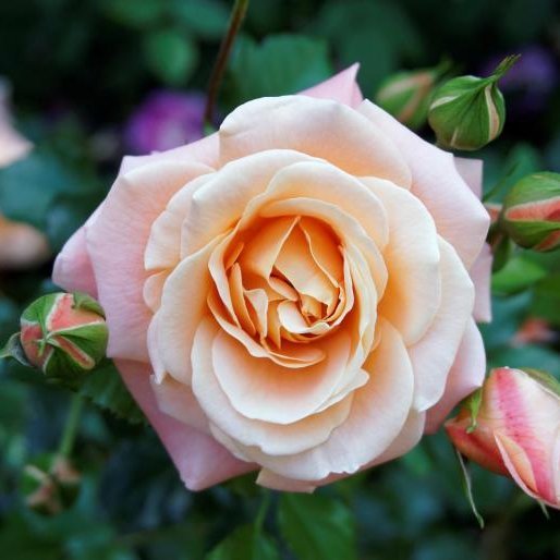 Reception_Rosie's profile picture. Outreach and HR account for the Magnus Institute of Paranormal Research! Run by Rosie at the front desk. Give us a call if you have any research questions!