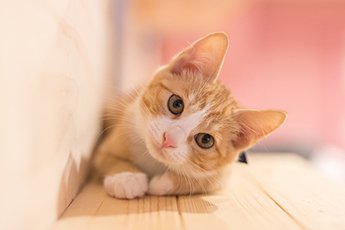 犬よりも猫ちゃん派なので、猫動画をアップしています🐈猫好きさんも、そうじゃない人もよかったらフォロー、RTお願いします❢