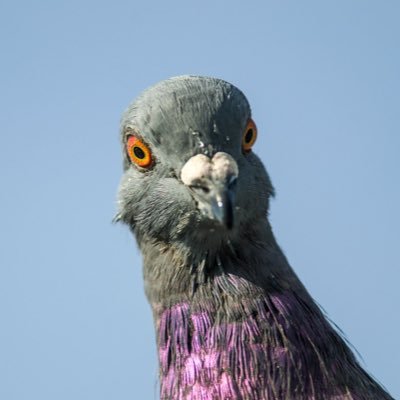 The days of the pigeon lofts are not lost. We have a unique selection of pigeons in our roof space due to some missing bricks! Maybe you can too?