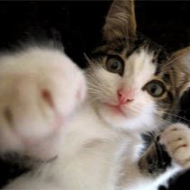 #German | #Atheist | #AntiReligion | #Bernie2020 | #AntiBrexit | #ProEU🇪🇺 | #ProChoice | #CatLover😸 | #NieMehrCDUCSU | #NieMehrSPD | #NiemalsAfD | 🏳️🌈🇺🇦
