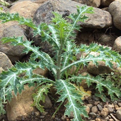 arun91379320's profile picture. Dhabies