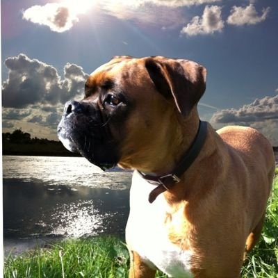 Hét logeeradres voor je hond! Ook eventueel oppasdienst bij je thuis. Neem vrijblijvend contact op met 06 - 390 62 924 of mail naar love4yourdog@gmail.com