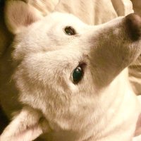 Omiyaクラブ (@gutwit0111) 's Twitter Profile Photo