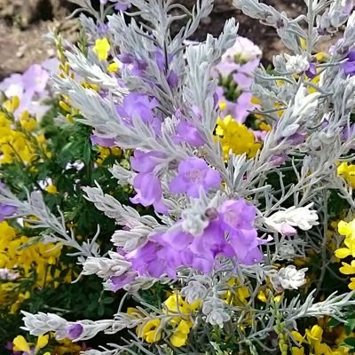 はなのしずく En Ame Twitter