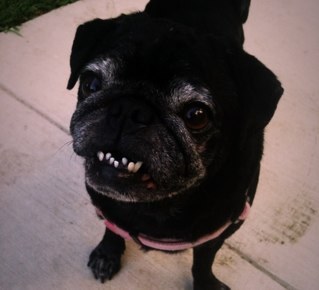 Iris_Printing's profile picture. custom letterpress designs in dallas texas. inspired by iris the pug.
