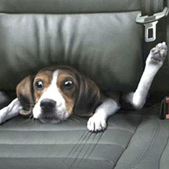 Klutzybaby1's profile picture. married my soulmate ( going on 40 yrs now), LOVE  CHRIST, Love President Trump. Getting REALLY sassy the older I get! Love all my babies. Human or not. PRO COPS