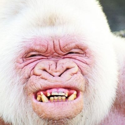 BigRodVTX's profile picture. Gifted with dyslexia the gift that lets you see the bigger picture,and think outside the box and see through bullshit,my views are my own.