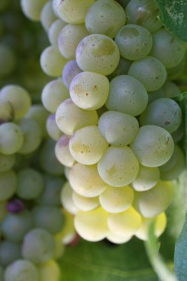 GrapeQuestWA's profile picture. In quest for grapes and fine wine!