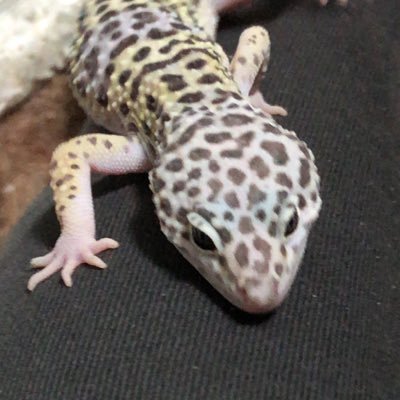 脳死で生きてます