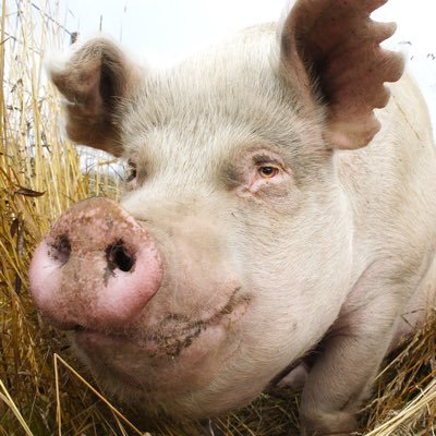 WilburRaymond's profile picture. I am Wilbur. Hear me bitch.
