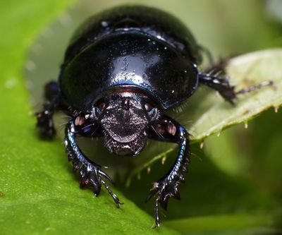 uhini_lele's profile picture. I'm a beetle c: