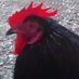 Gallina Negra (@gallinanegra3) Twitter profile photo Gallina Negra (@gallinanegra3) Twitter profile photo