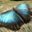 Mara Bender - @Massieker - Twitter