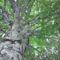 yukineko (@yukineko_ko) 's Twitter Profile