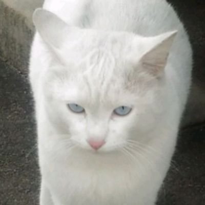 白猫ルル Ujqdigte1reqmft Twitter