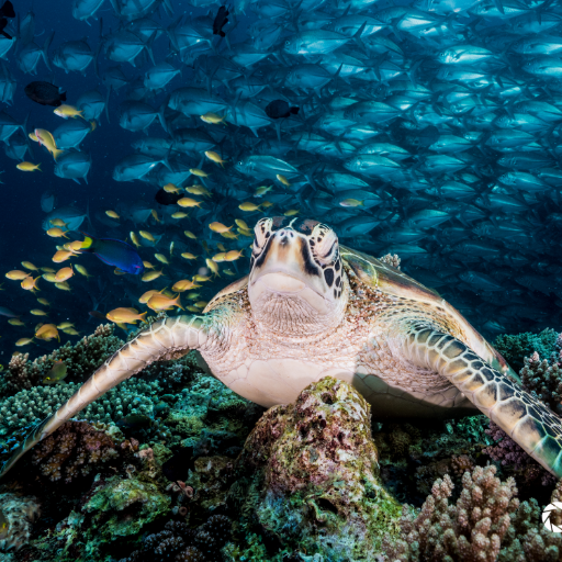 ScubaBOT's profile picture. 스쿠버다이빙의 모든 것 🐋 다양한 스쿠버다이빙 정보 🌊대한민국 No.1 다이빙 동호회 다이버스 하이 제공 DIVER'S HIGH