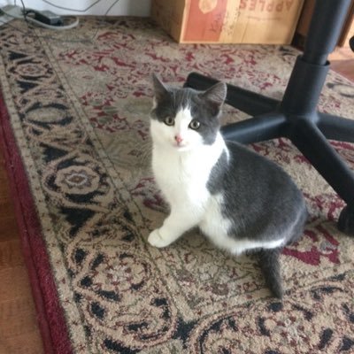 kk4dice's profile picture. I remember freedom - any DMs will be deleted