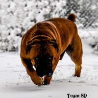 TeamSDBoerboels(@TeamSDBoerboels) 's Twitter Profile Photo