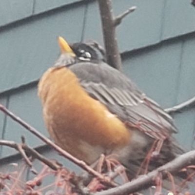 Link481's profile picture. 