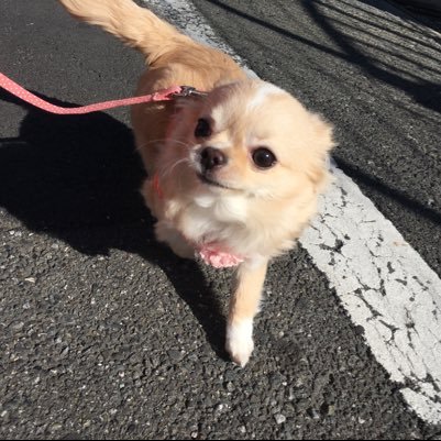 愛犬チワワのまろんちゃん8ヶ月と暮らしてる