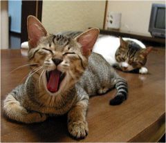 pig218's profile picture. 猫とバスケ(NBA)と釣り、オカルト好きです！
宜しくお願いします。