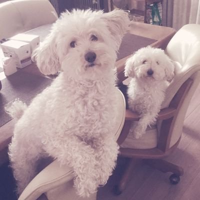 冨樫と幾原邦彦信者