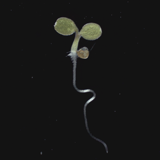 YTingKao's profile picture. Curiosity by heart; plant molecular biologist, geneticist by training. Promote science and scientists one story at a time. Views are my own.