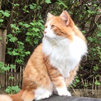 Lucie Humphreys (@lucie_humphreys) 's Twitter Profile