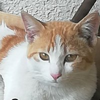かずき (@kaz_5656o) 's Twitter Profile