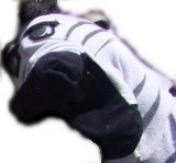 fcadizh's profile picture. 