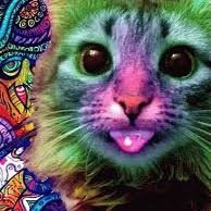 Acid Cat (@breakingatos) 's Twitter Profile