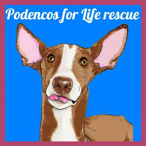 PODENCOS FOR LIFE lavora per divulgare la conoscenza della drammatica condizione in cui versano i cani di razza podenca in Spagna,  